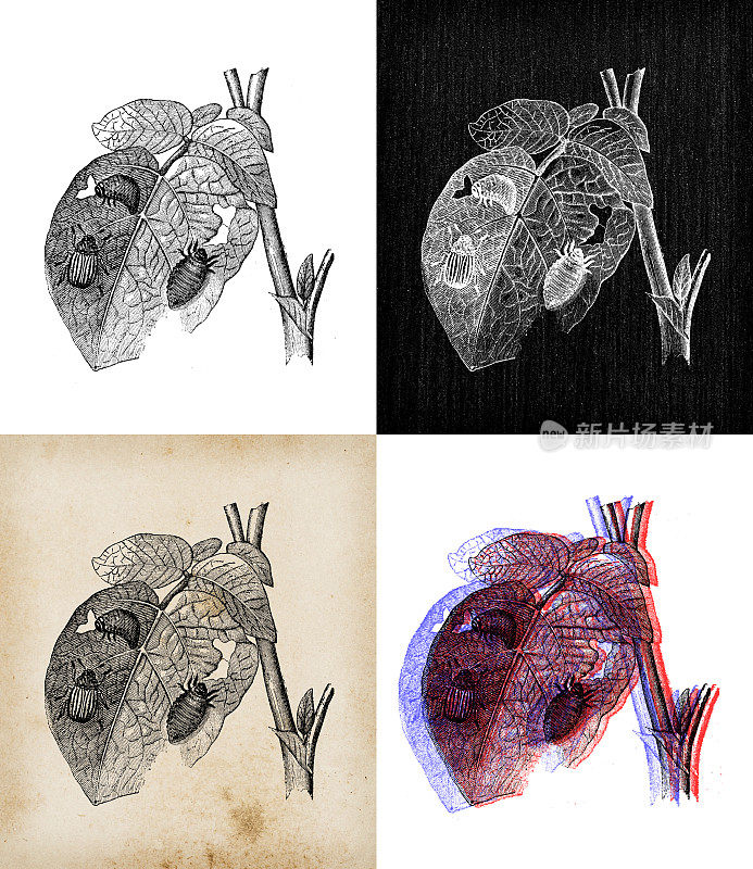 古董动物插图:科罗拉多马铃薯甲虫(Leptinotarsa decemlineata)